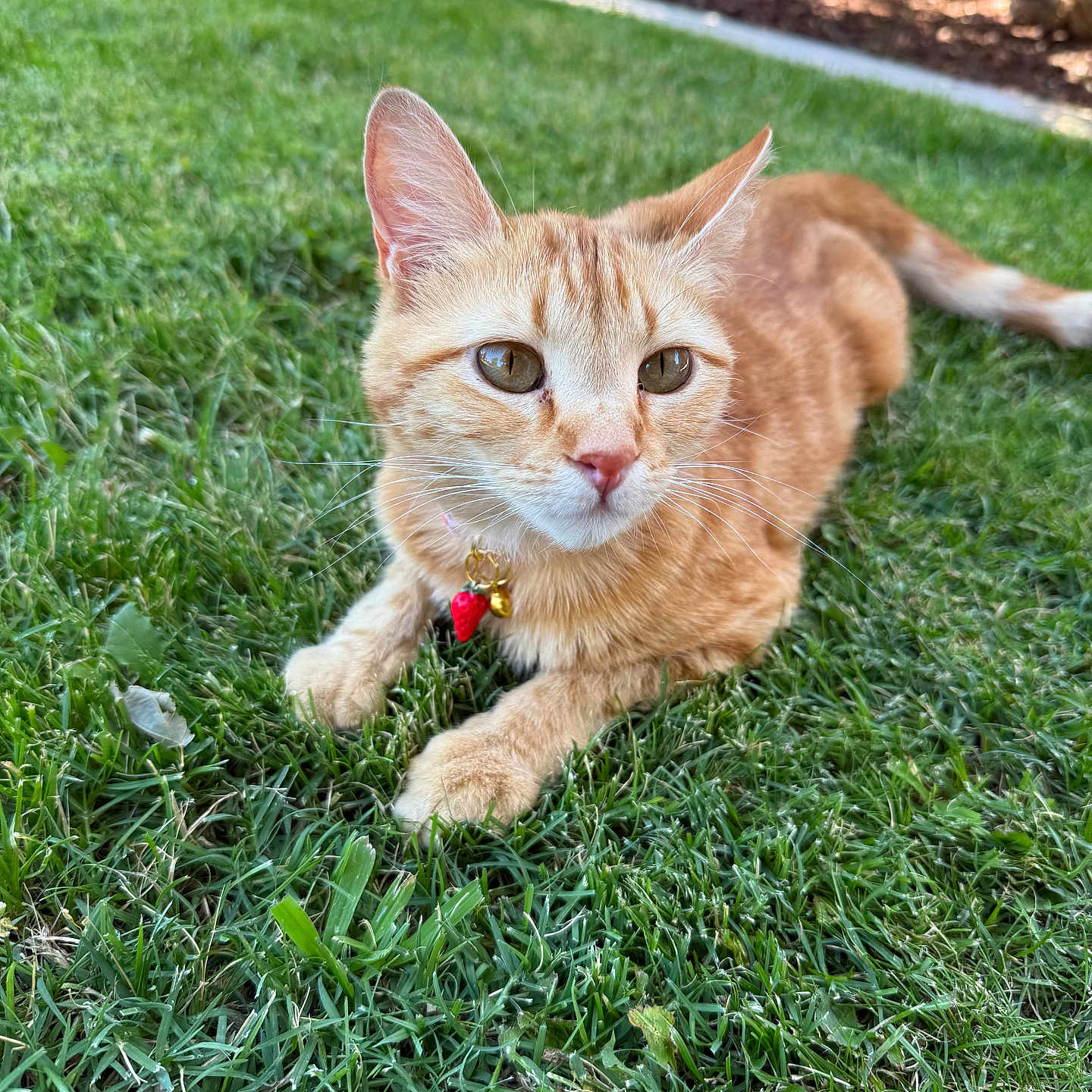 Mango
