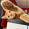 Mango joined the competition — help win amazing prizes! cat, orange_tabby, paw, close_up, indoor, feline, fur, whiskers, pink_paw_pads, curious, pet, animal, stretching, playful, cute, red_wall, ceiling_tiles, soft_light, domestic, eye_contact