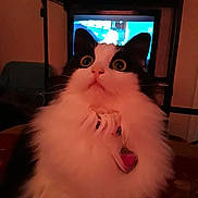 Charlie joined the competition — help win amazing prizes! cat, black_and_white, fluffy, indoor, pet, wide_eyes, surprised, collar, heart_tag, furniture, television, books, shelf, close_up, domestic_animal, cute, animal, whiskers, fur, home
