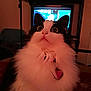 cat, black_and_white, fluffy, indoor, pet, wide_eyes, surprised, collar, heart_tag, furniture, television, books, shelf, close_up, domestic_animal, cute, animal, whiskers, fur, home