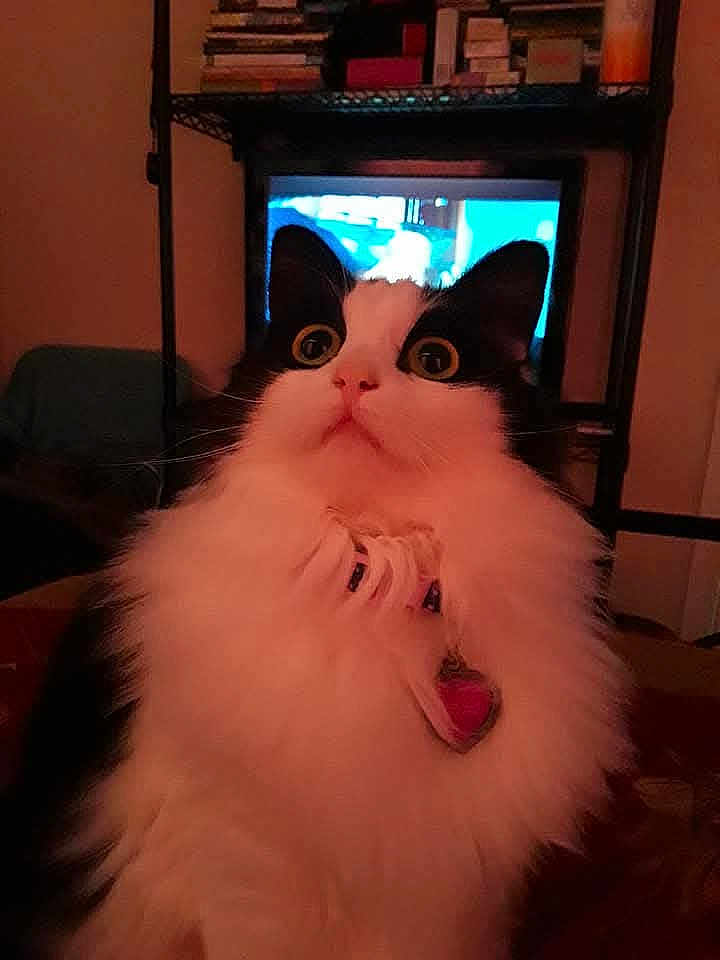 Charlie joined the competition — help win amazing prizes! cat, black_and_white, fluffy, indoor, pet, wide_eyes, surprised, collar, heart_tag, furniture, television, books, shelf, close_up, domestic_animal, cute, animal, whiskers, fur, home