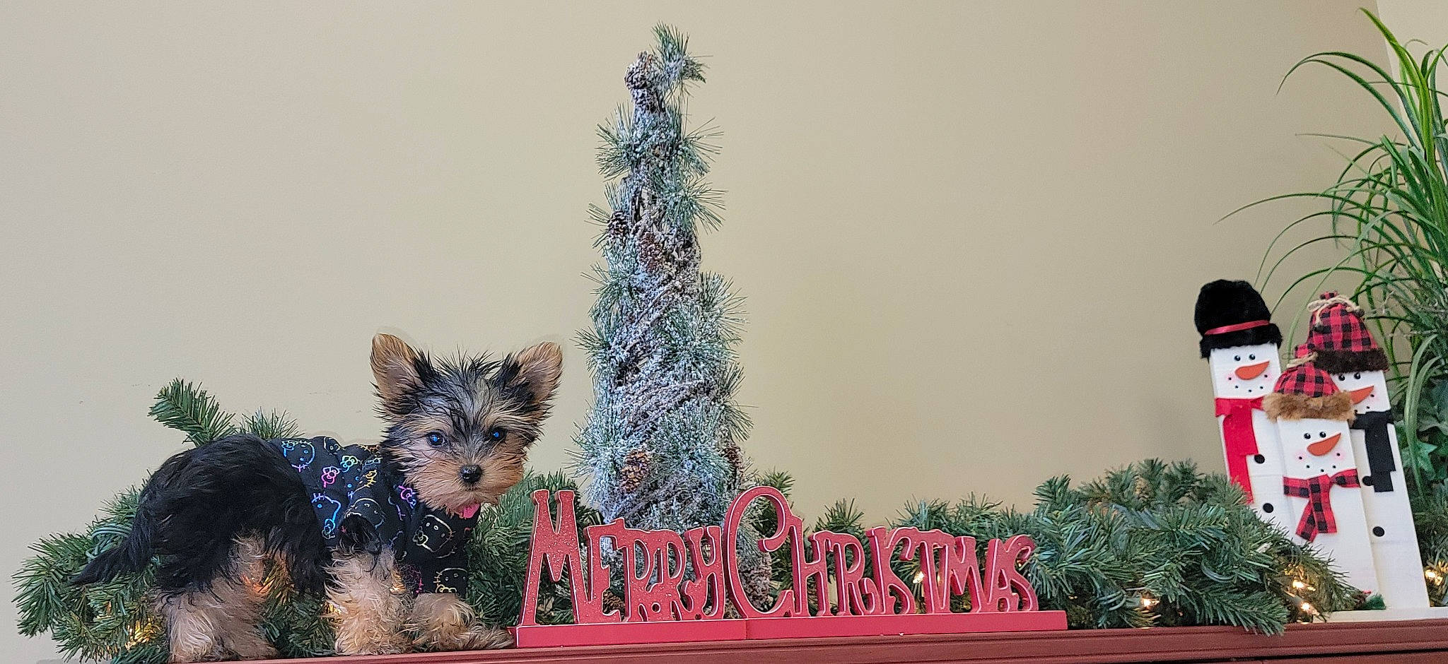 Willow Grace is registered to the contest to win money with this photo: carnivore, christmas_decoration, christmas_ornament, christmas_tree, conifer, event, evergreen, font, fur, grass, holiday, ornament, plant, rectangle, terrestrial_animal, tree, twig, whiskers, winter, wood