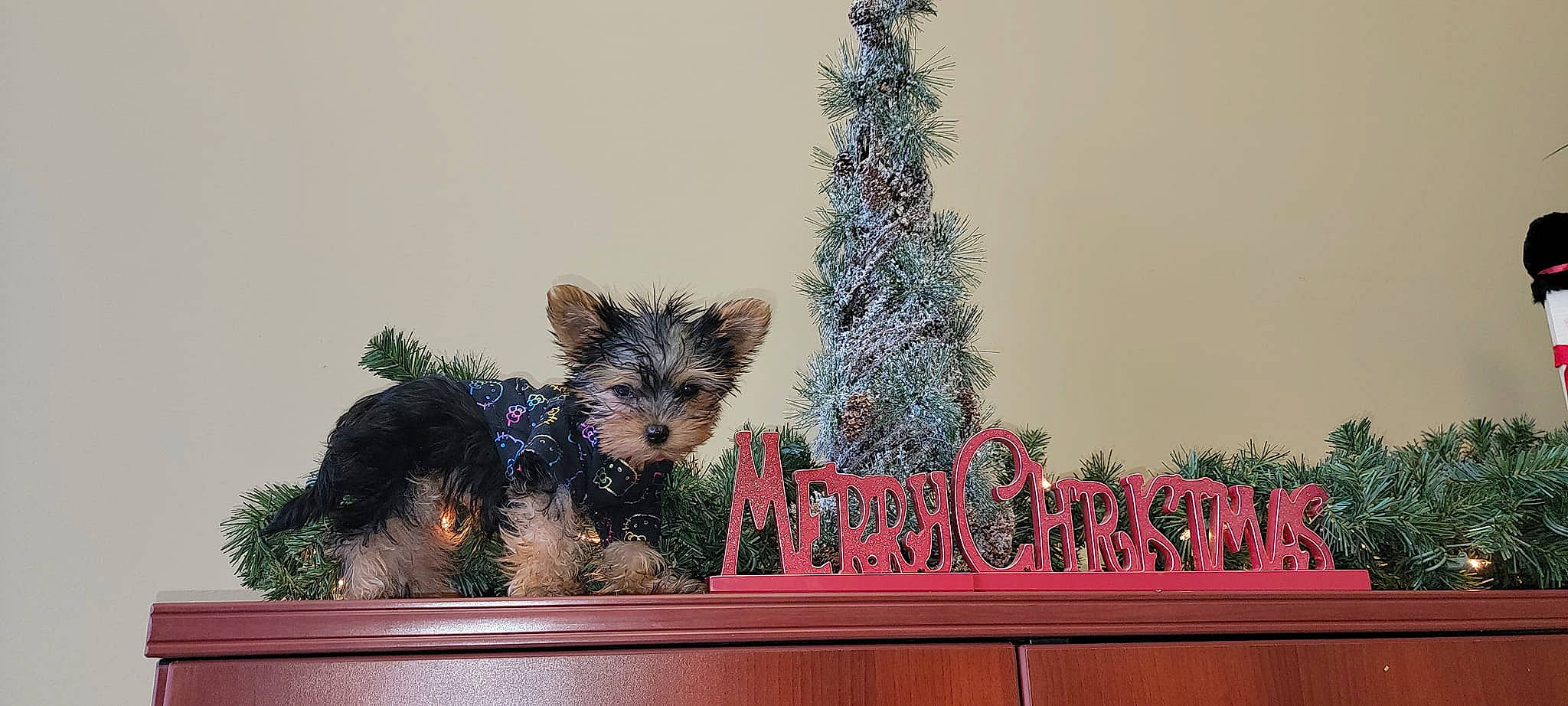 Willow Grace is registered to the contest to win money with this photo: art, canidae, carnivore, christmas_tree, companion_dog, conifer, dog, dog_breed, event, evergreen, fawn, font, fur, holiday, interior_design, ornament, plant, rectangle, small_terrier, wood
