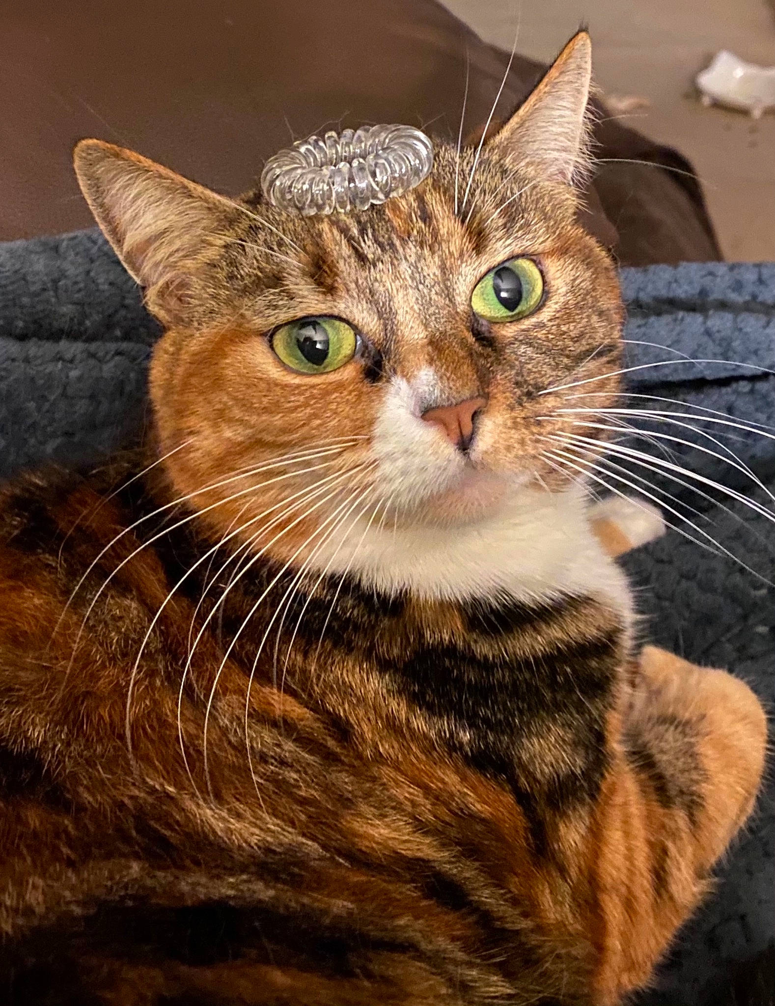 Kit-kat joined the competition — help win amazing prizes! carnivore, cat, close_up, domestic_short_haired_cat, fawn, felidae, fur, grass, iris, small_to_medium_sized_cats, snout, tail, terrestrial_animal, whiskers, wildlife