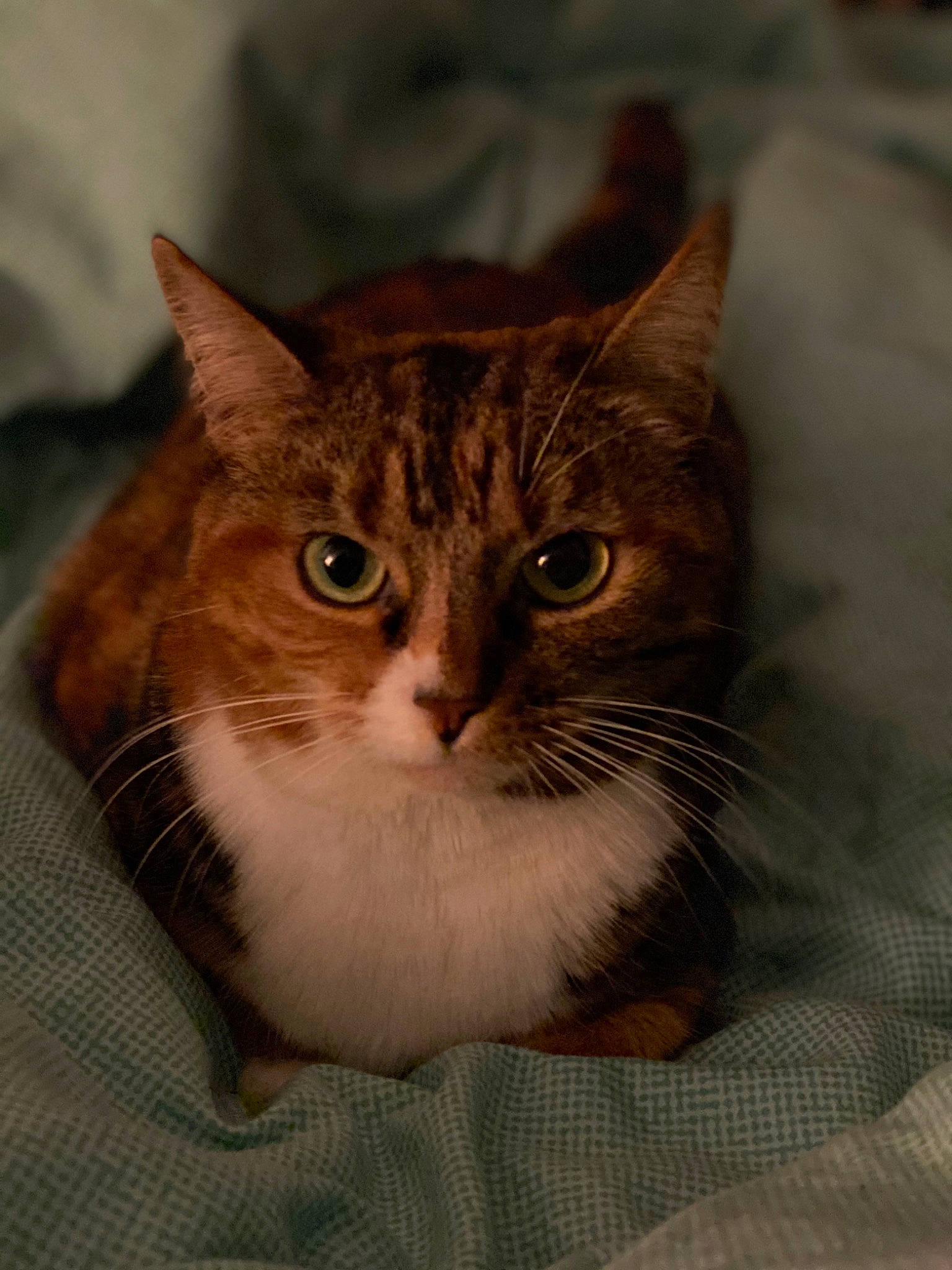 Kit-kat is registered to the contest to win money with this photo: box, cardboard, carnivore, cat, curious, domestic_short_haired_cat, door, ear, eye, fawn, felidae, fur, pet_supply, small_to_medium_sized_cats, snout, terrestrial_animal, whiskers, window