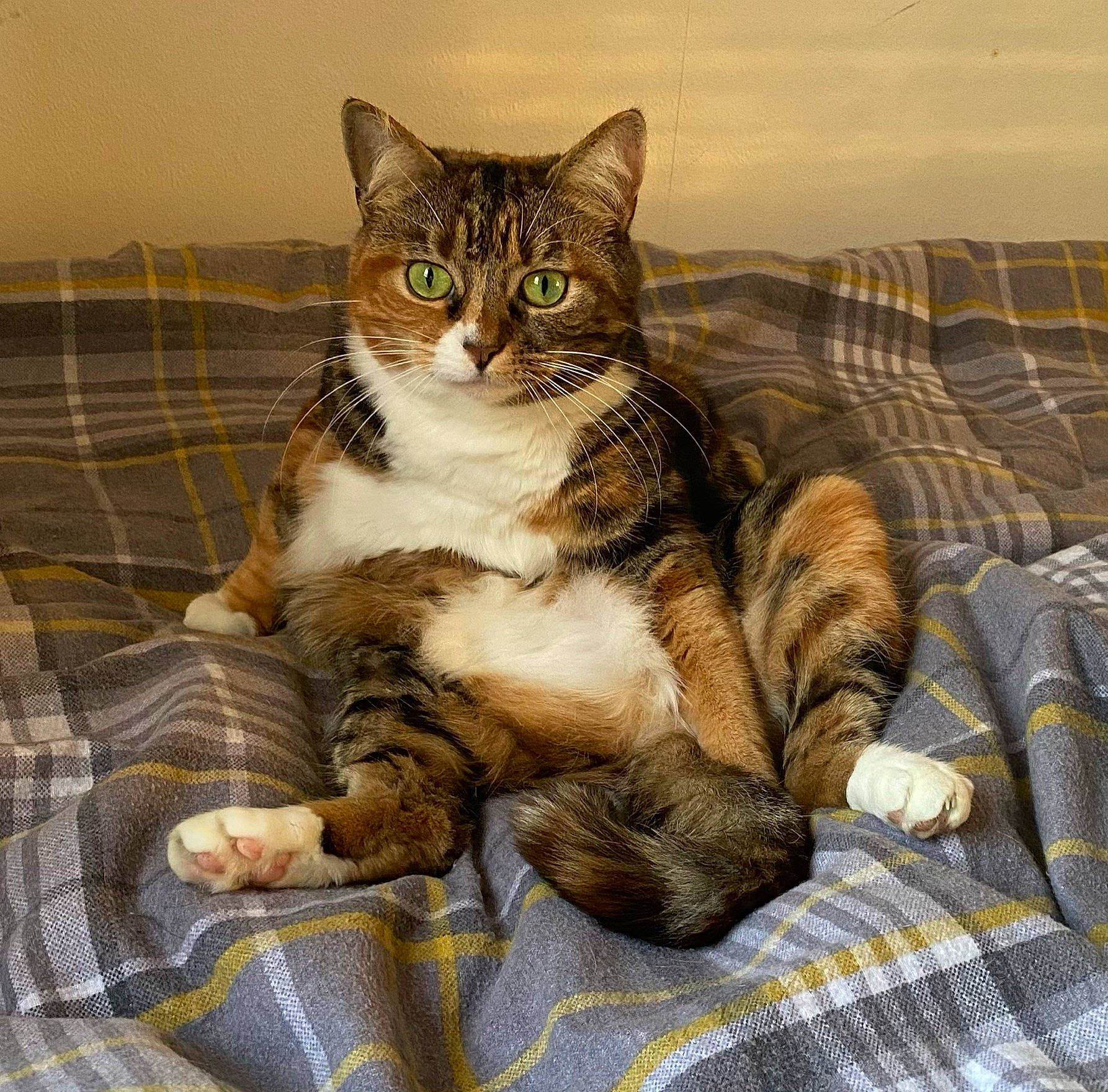 Kit-kat is registered to the contest to win money with this photo: carnivore, cat, claw, comfort, couch, domestic_short_haired_cat, felidae, fur, nap, pattern, paw, sitting, sleep, small_to_medium_sized_cats, snout, tail, terrestrial_animal, whiskers, wildlife