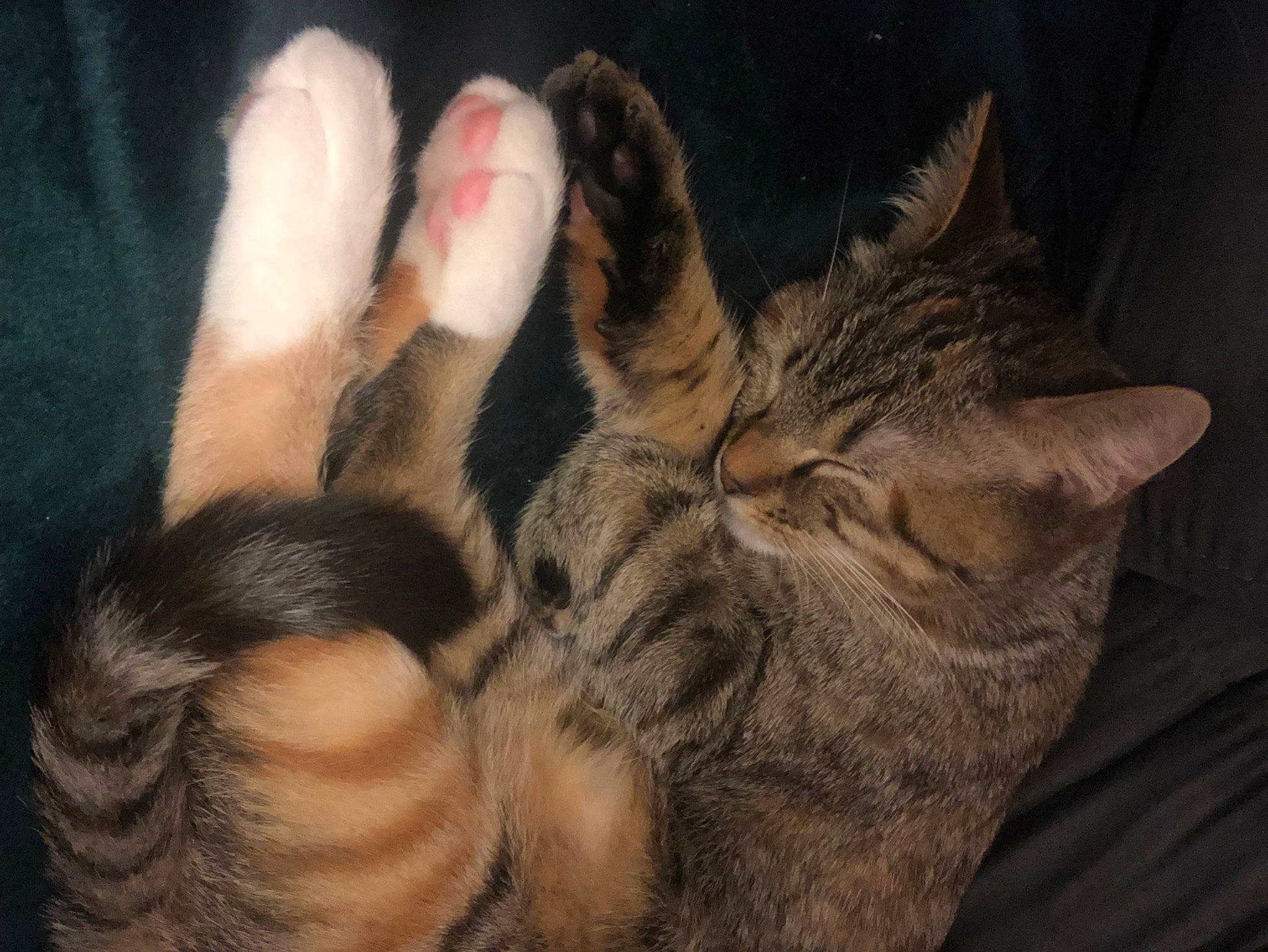 Shadow participe au concours pour gagner de l'argent avec cette photo : carnivore, cat, claw, comfort, domestic_short_haired_cat, ear, fawn, felidae, finger, foot, fur, gesture, human_leg, nail, paw, small_to_medium_sized_cats, snout, tail, thumb, whiskers