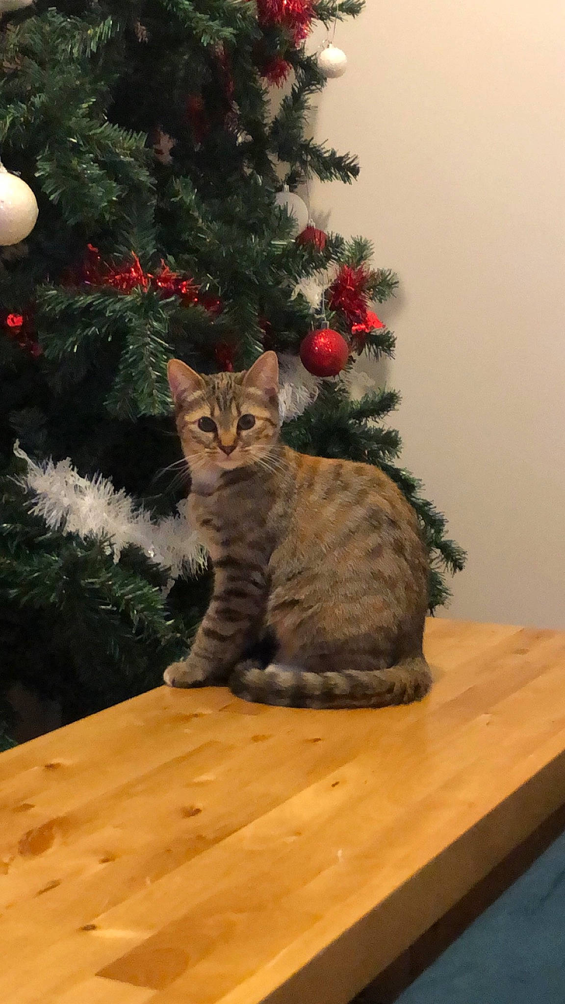 Shadow a rejoint le concours — aidez-le/la à gagner de superbes lots ! carnivore, cat, christmas, christmas_decoration, christmas_ornament, christmas_tree, evergreen, fawn, felidae, holiday, holiday_ornament, ornament, plant, small_to_medium_sized_cats, table, tail, tree, whiskers, window, wood