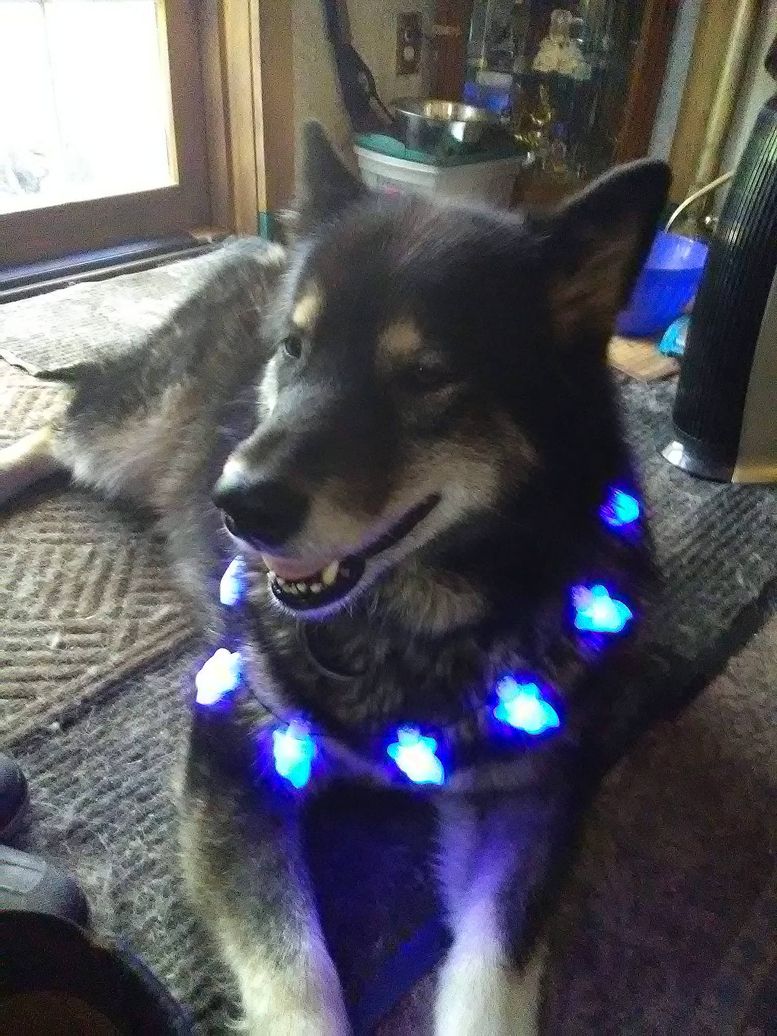 Smoky Lend Me A Paw joined the competition — help win amazing prizes! alaskan_malamute, black_norwegian_elkhound, canidae, carnivore, dog, dog_breed, jamthund, lapponian_herder, mammal, native_american_indian_dog, norwegian_elkhound, seppala_siberian_sleddog, shikoku, siberian_husky, snout, sporting_group, tamaskan_dog, vertebrate, west_siberian_laika, wolfdog