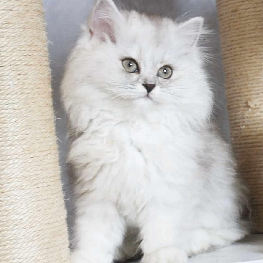 Rose joined the competition — help win amazing prizes! angora, animal, cat, kitten, manx, pet, siamese, white