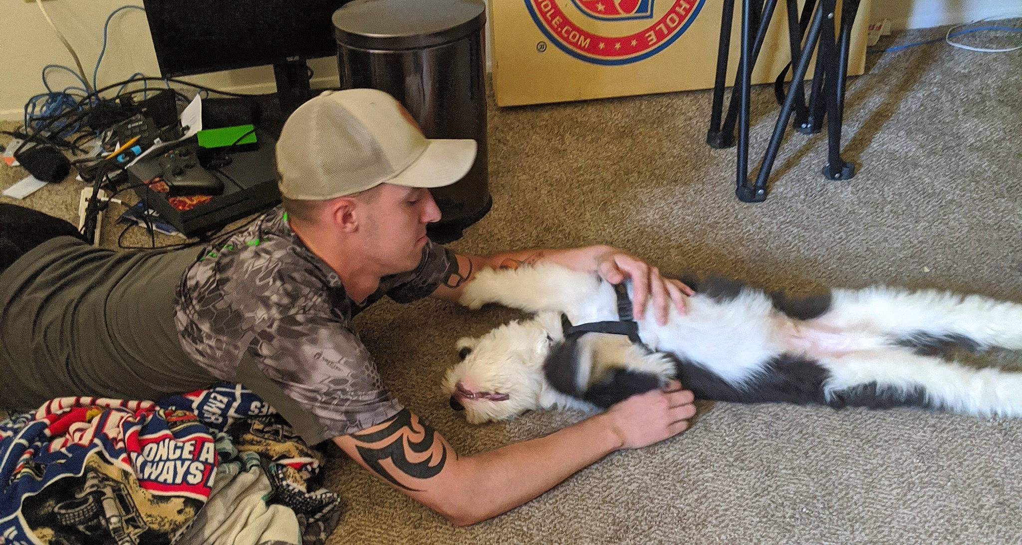 Moose is registered to the contest to win money with this photo: canidae, carnivore, fur, non_sporting_group