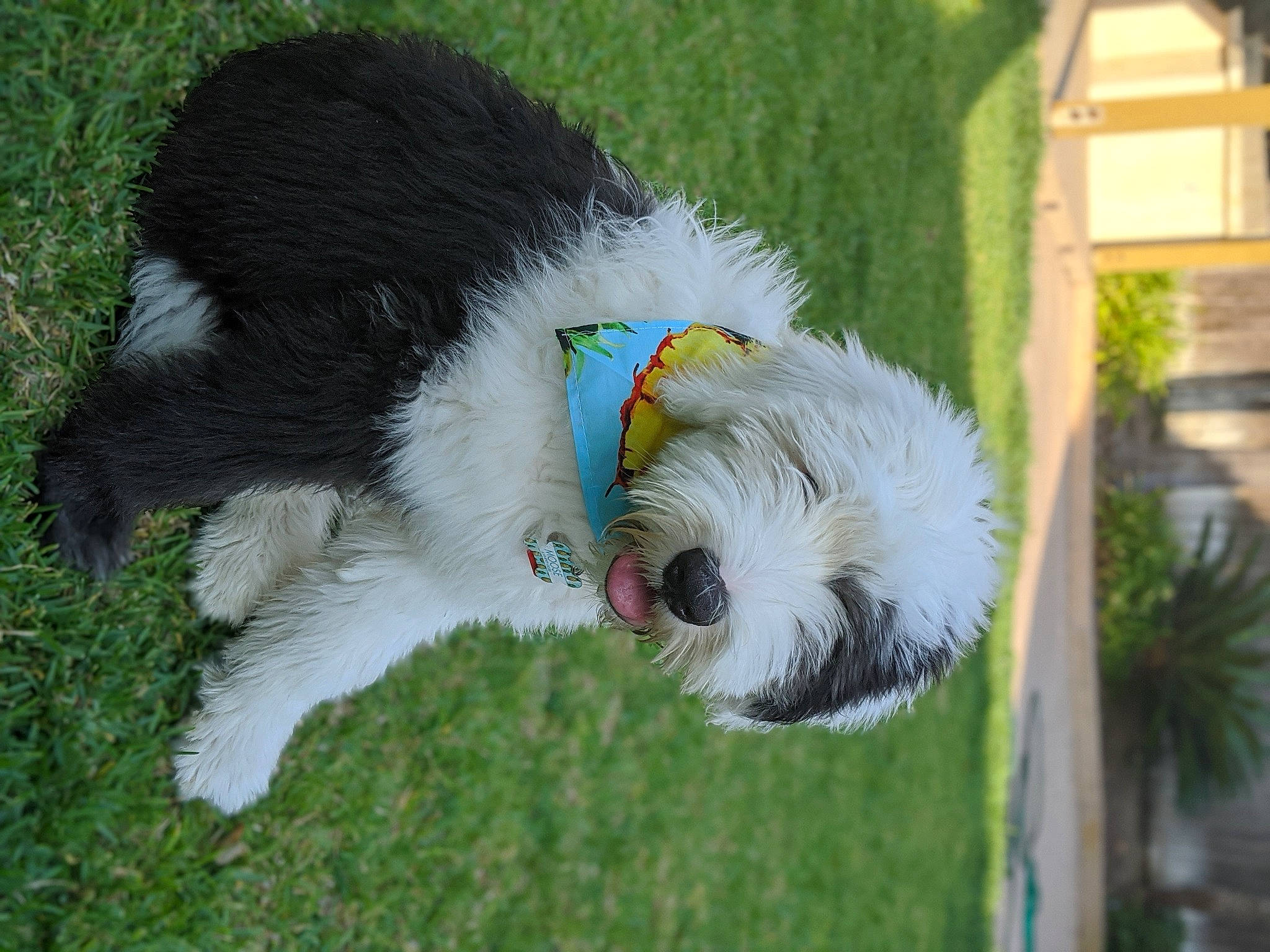Moose is registered to the contest to win money with this photo: canidae, carnivore, dog, dog_breed, old_english_sheepdog, snout, sporting_group, tail, vertebrate