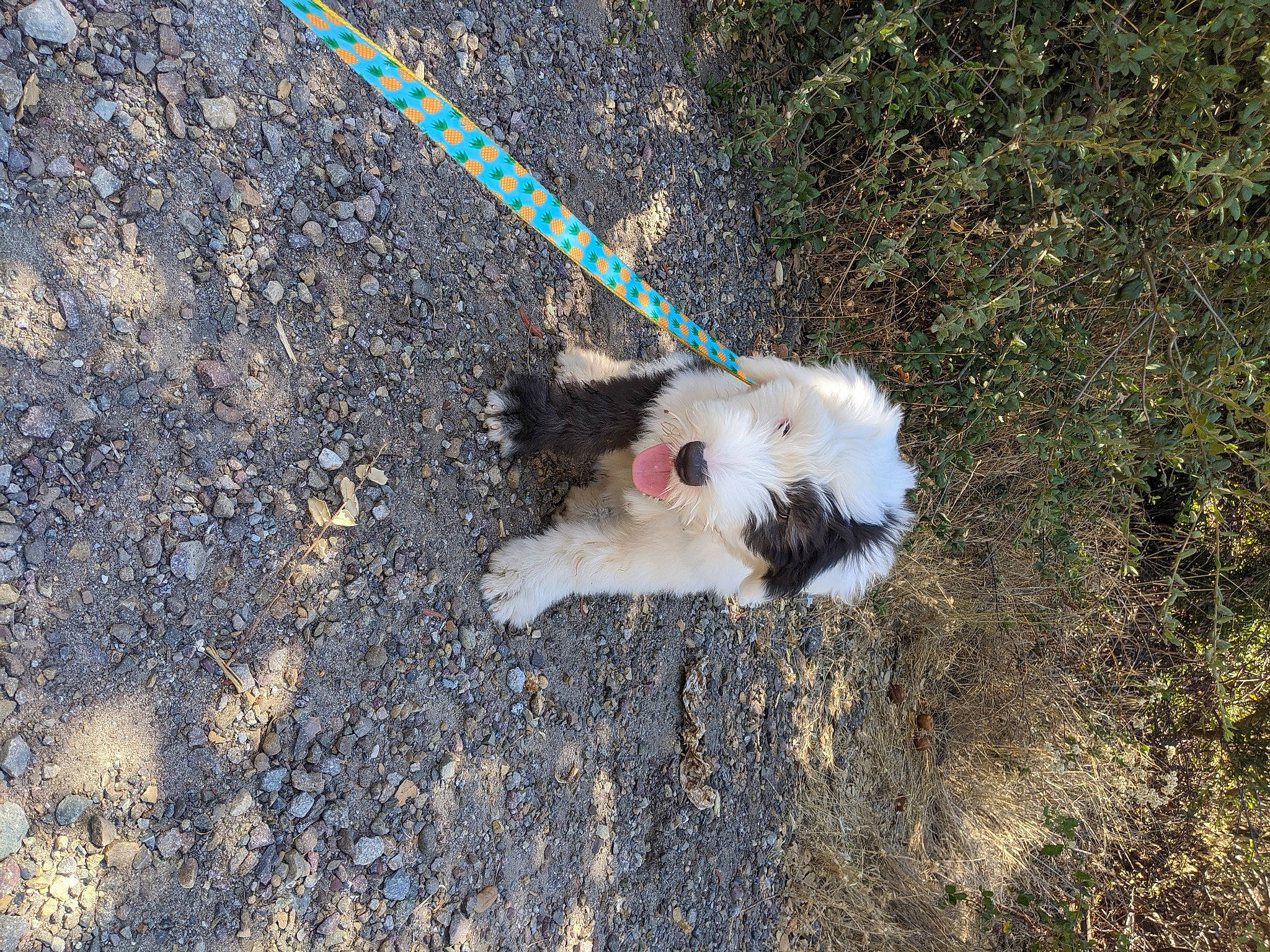 Moose is registered to the contest to win money with this photo: canidae, carnivore, dog, dog_breed, fawn, lhasa_apso