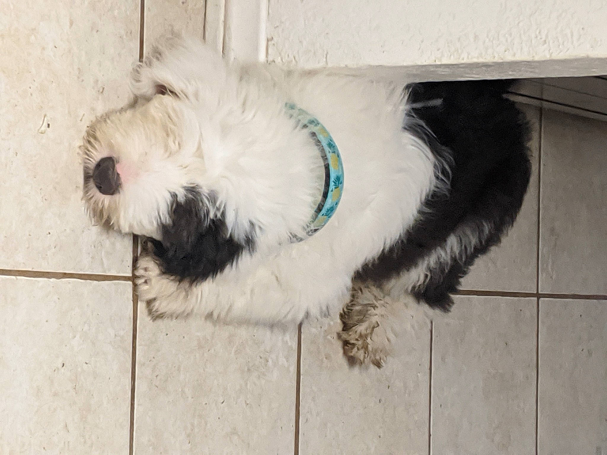 Moose is registered to the contest to win money with this photo: bearded_collie, briquet_griffon_vendeen, canidae, carnivore, dog, dog_breed, kyi_leo, mammal, old_english_sheepdog, petit_basset_griffon_vendeen, polish_lowland_sheepdog, rare_breed_dog, romanian_mioritic_shepherd_dog, sapsali, snout, sporting_group, sporting_lucas_terrier, terrier, tibetan_terrier, vertebrate