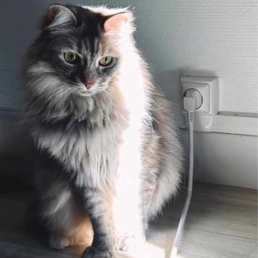 Prunnelle participe au concours pour gagner de l'argent avec cette photo : accessories, adapter, angora, animal, cat, electricaldevice, electricaloutlet, electronics, hardware, indoors, interiordesign, kitten, lamp, lighting, manx, microphone, pet, photography, plug, strap