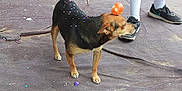 Negrita is registered to the contest to win money with this photo: animal, balancing, black_tan_dog, canine, celebration, colorful, confetti, dog, dusty_ground, four_legs, fur, head, mat, orange_egg, outdoor, person_legs, pet, sneakers, socks, standing