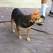 Negrita is registered to the contest to win money with this photo: animal, balancing, black_tan_dog, canine, celebration, colorful, confetti, dog, dusty_ground, four_legs, fur, head, mat, orange_egg, outdoor, person_legs, pet, sneakers, socks, standing