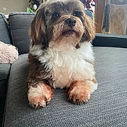 Mogambo participe au concours pour gagner de l'argent avec cette photo : animal, brown, companion, couch, cozy, cushion, dog, ears, fluffy, fur, home, indoor, paws, pet, plant, portrait, relaxed, snout, white, window