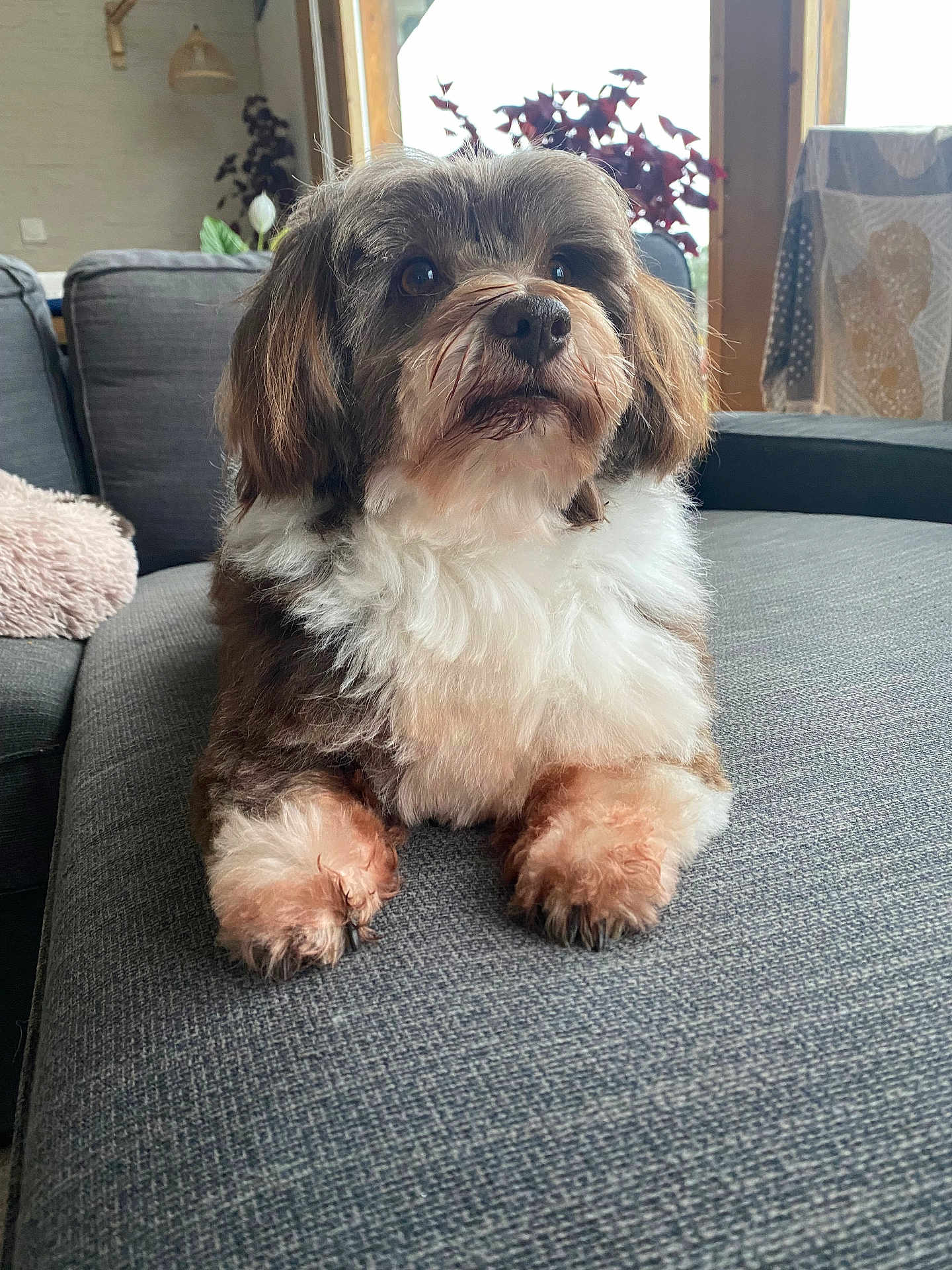 Mogambo participe au concours pour gagner de l'argent avec cette photo : animal, brown, companion, couch, cozy, cushion, dog, ears, fluffy, fur, home, indoor, paws, pet, plant, portrait, relaxed, snout, white, window