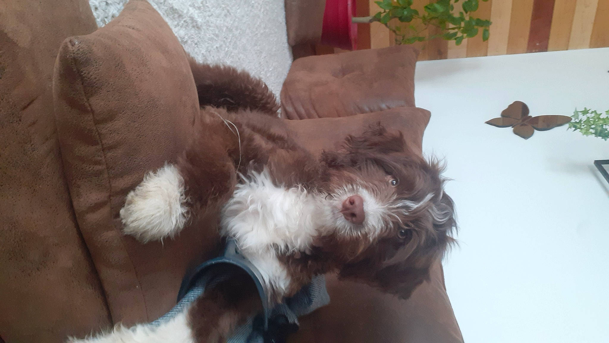 Ruben participe au concours pour gagner de l'argent avec cette photo : canidae, carnivore, comfort, companion_dog, dog, dog_breed, fawn, felidae, fur, human_leg, liver, natural_material, paw, plant, snout, sporting_group, tail, toy, whiskers, working_animal