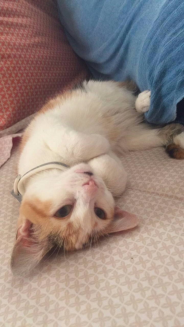 Puss Puss is registered to the contest to win money with this photo: carnivore, cat, claw, comfort, companion_dog, domestic_short_haired_cat, eye, fawn, felidae, flooring, foot, fur, nap, paw, sleep, small_to_medium_sized_cats, snout, tail, terrestrial_animal, whiskers