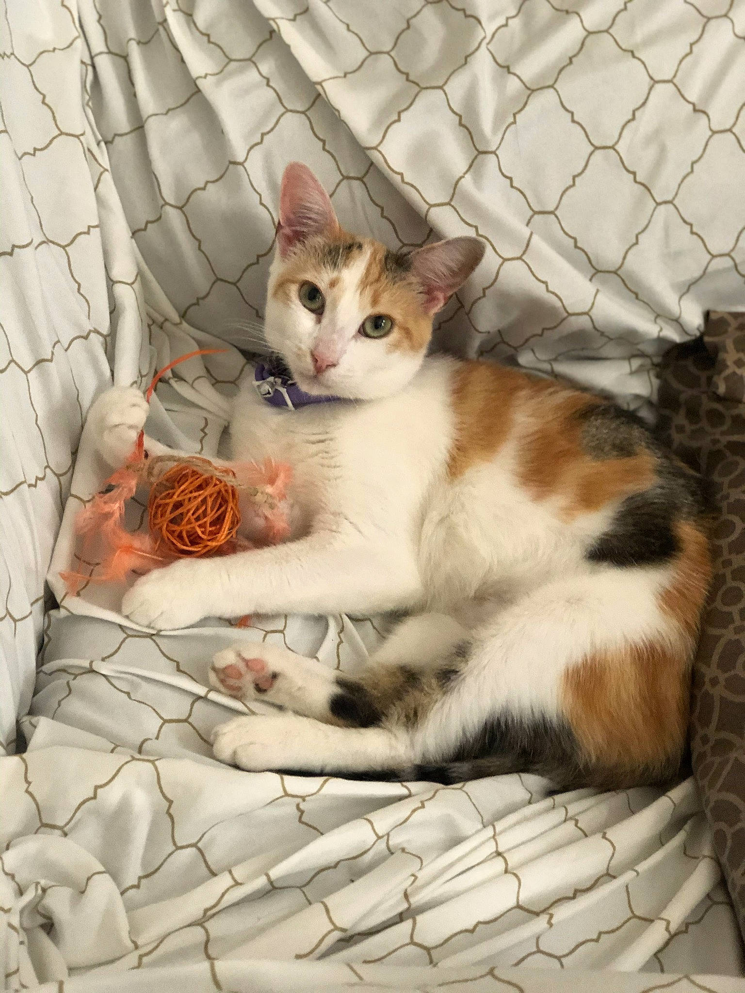 Puss Puss is registered to the contest to win money with this photo: animal_shelter, carnivore, cat, cat_supply, claw, comfort, domestic_short_haired_cat, felidae, fur, illustration, linens, mesh, paw, pet_supply, photo_caption, sitting, small_to_medium_sized_cats, tail, whiskers