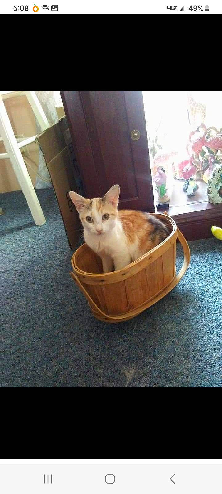 Puss Puss joined the competition — help win amazing prizes! carnivore, cat, cat_supply, comfort, domestic_short_haired_cat, door, fawn, felidae, floor, flooring, fur, hardwood, pet_supply, plant, small_to_medium_sized_cats, tail, tree, whiskers, window, wood