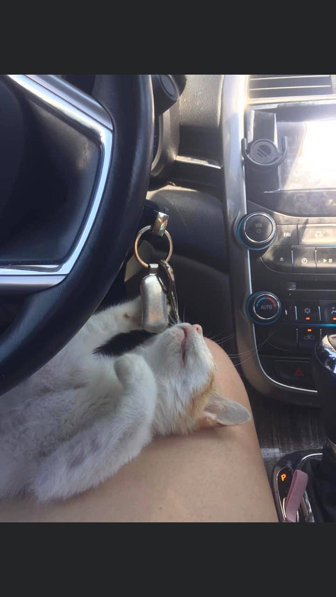 Puss Puss joined the competition — help win amazing prizes! auto_part, automotive_design, automotive_exterior, automotive_lighting, car, carnivore, cat, comfort, family_car, felidae, gear_shift, motor_vehicle, personal_luxury_car, small_to_medium_sized_cats, steering_part, steering_wheel, vehicle, vehicle_door, whiskers, windshield