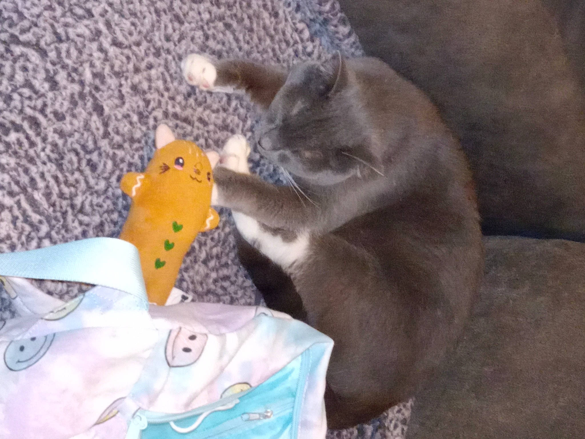 Amber is registered to the contest to win money with this photo: carnivore, cat, comfort, companion_dog, domestic_short_haired_cat, fawn, felidae, fur, grey, linens, paw, small_to_medium_sized_cats, stuffed_toy, tableware, tail, toy, whiskers