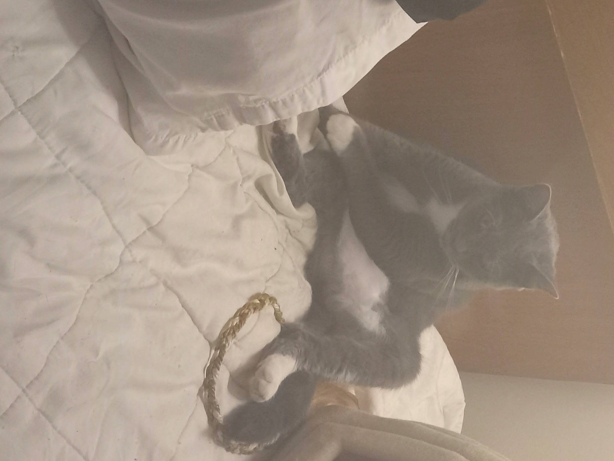 Amber joined the competition — help win amazing prizes! art, carnivore, cat, comfort, domestic_short_haired_cat, felidae, fur, grey, house, human_leg, linens, monochrome, monochrome_photography, room, sculpture, small_to_medium_sized_cats, tail, whiskers, window, wood