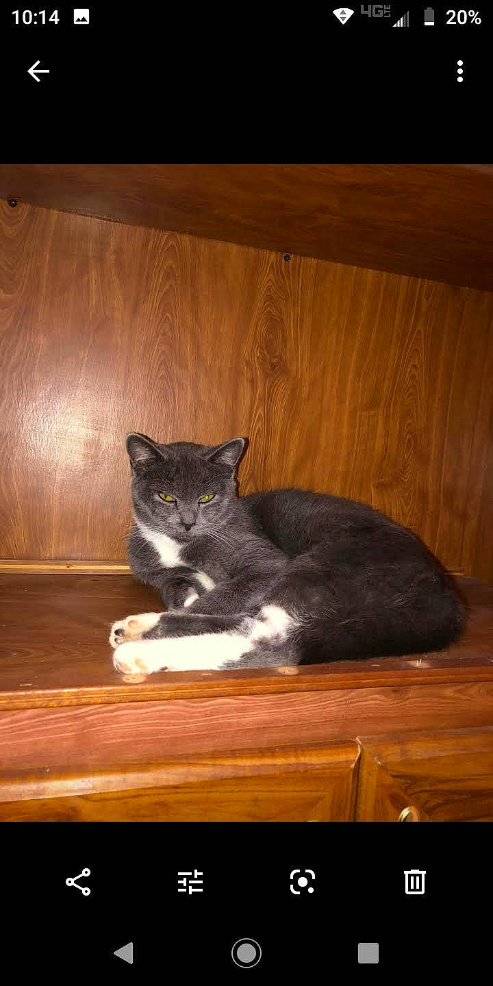 Amber joined the competition — help win amazing prizes! carnivore, cat, comfort, darkness, domestic_short_haired_cat, felidae, flooring, fur, hardwood, room, sitting, small_to_medium_sized_cats, snout, tail, varnish, whiskers, window, wood, wood_flooring, wood_stain