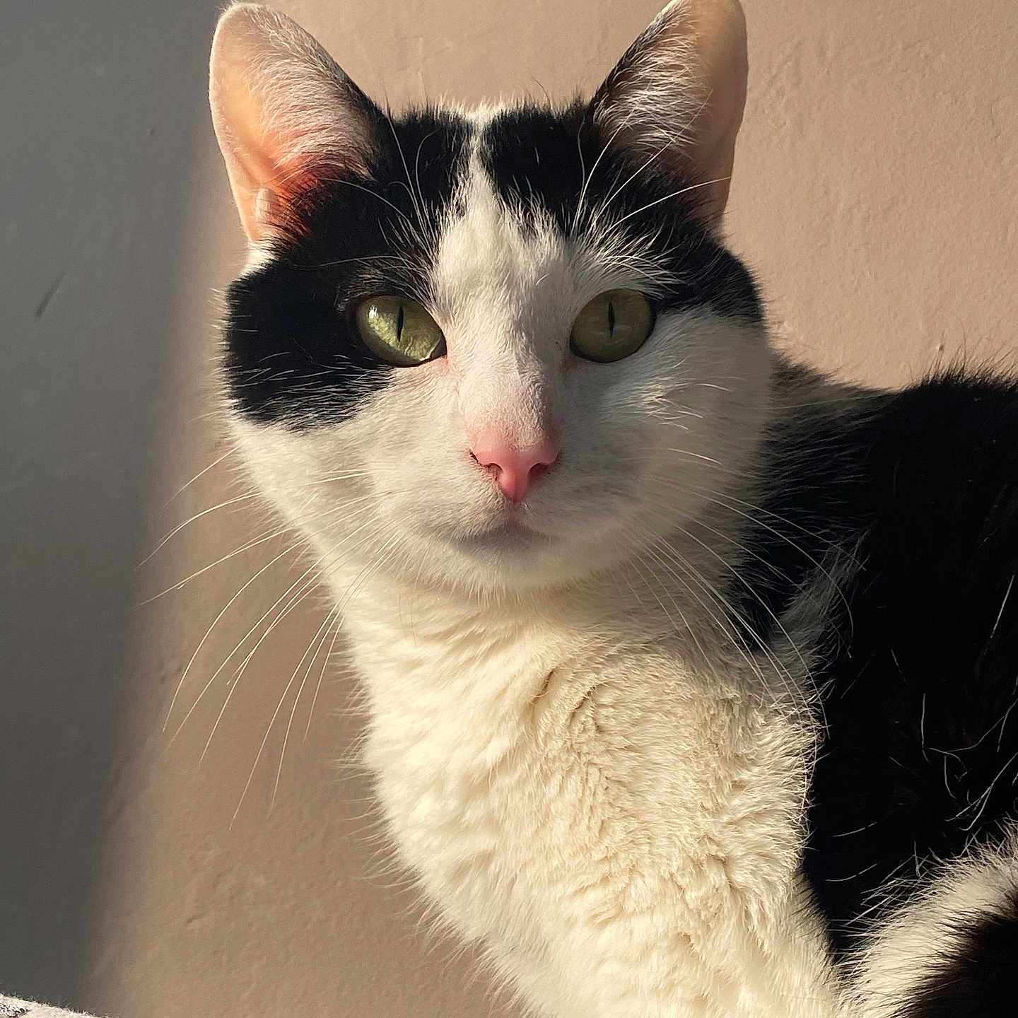 Kimmy a rejoint le concours — aidez-le/la à gagner de superbes lots ! animal, black_and_white, cat, close_up, curious, cute, domestic_cat, ears, face, feline, green_eyes, indoor, looking_at_camera, natural_light, pet, pink_nose, portrait, shadow, soft_fur, whiskers