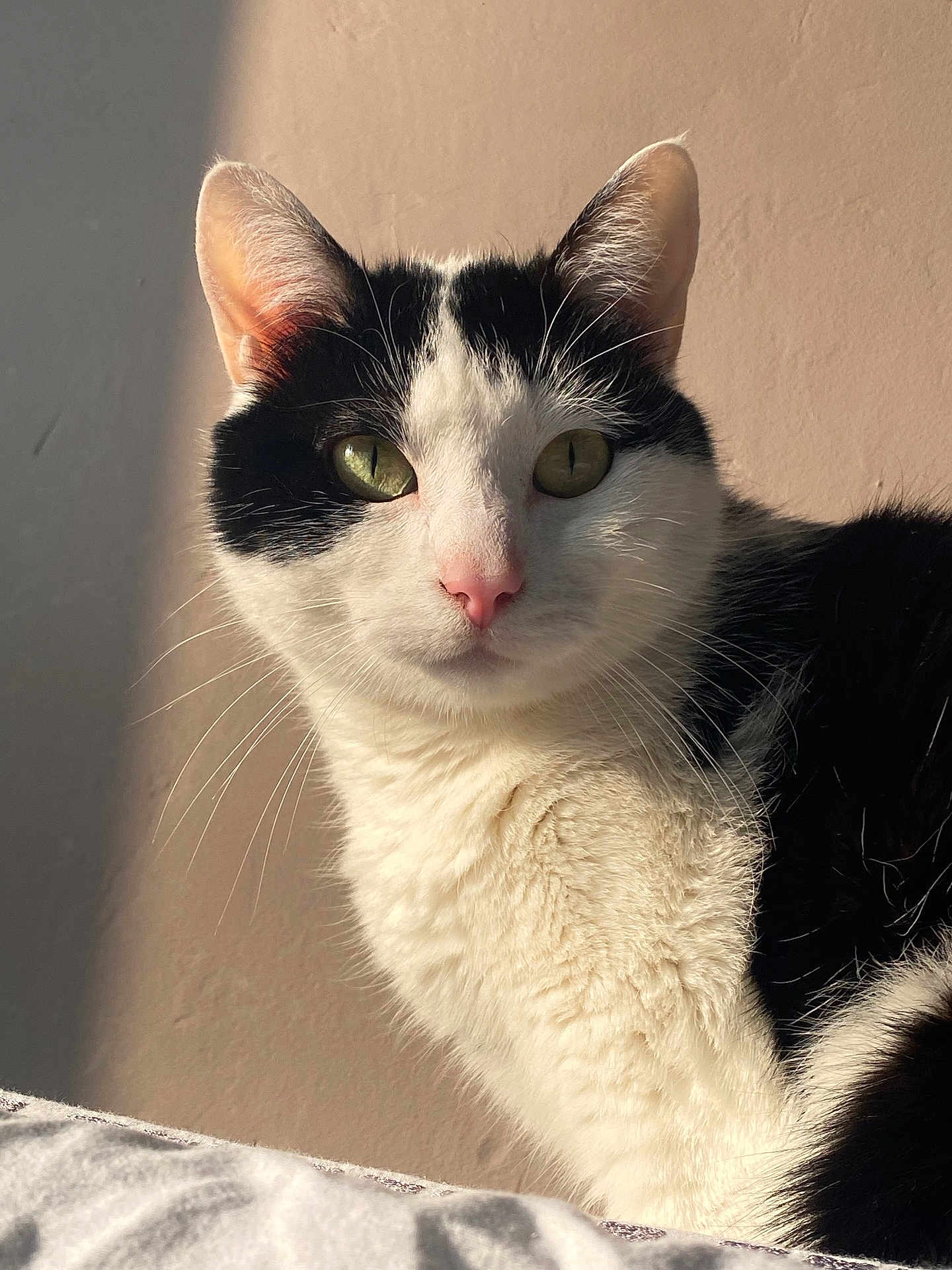 Kimmy a rejoint le concours — aidez-le/la à gagner de superbes lots ! cat, black_and_white, feline, pet, animal, indoor, close_up, whiskers, green_eyes, soft_fur, portrait, curious, looking_at_camera, natural_light, shadow, domestic_cat, cute, face, ears, pink_nose