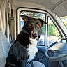 Théo a rejoint le concours — aidez-le/la à gagner de superbes lots ! dog, black_and_white, vehicle_interior, steering_wheel, car_seat, window, curious, pet, canine, sitting, animal, daylight, looking_at_camera, ears_up, seat_cover, dashboard, parked_vehicle, close_up, indoor, companion