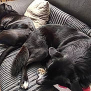 Théo participe au concours pour gagner de l'argent avec cette photo : dog, black_dog, couch, pillow, indoor, sleeping, pet, animal, resting, fur, paw, cozy, home, relaxing, texture, companion, domestic_animal, two_dogs, furniture, floor