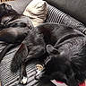 dog, black_dog, couch, pillow, indoor, sleeping, pet, animal, resting, fur, paw, cozy, home, relaxing, texture, companion, domestic_animal, two_dogs, furniture, floor
