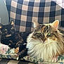 cat, tortoiseshell_cat, long_hair_cat, green_eyes, cushion, checkered_chair, indoor, pet, feline, resting, sunlight, fluffy, domestic, cozy, animal, two_cats, close_up, relaxed, fur, living_room