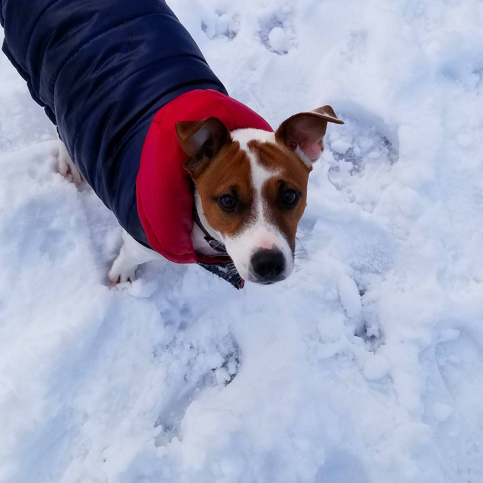 Noah is registered to the contest to win money with this photo: canidae, carnivore, companion_dog, danish_swedish_farmdog, dog, dog_breed, freezing, jack_russell_terrier, mammal, parson_russell_terrier, russell_terrier, snout, snow, sporting_group, terrier, winter