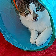 Tia is registered to the contest to win money with this photo: abyssinian, animal, architecture, bag, blanket, building, cat, den, hardwood, homedecor, indoors, kitten, manx, outdoors, pet, plastic, quilt, shelter, tent, wood