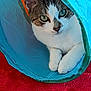abyssinian, animal, architecture, bag, blanket, building, cat, den, hardwood, homedecor, indoors, kitten, manx, outdoors, pet, plastic, quilt, shelter, tent, wood