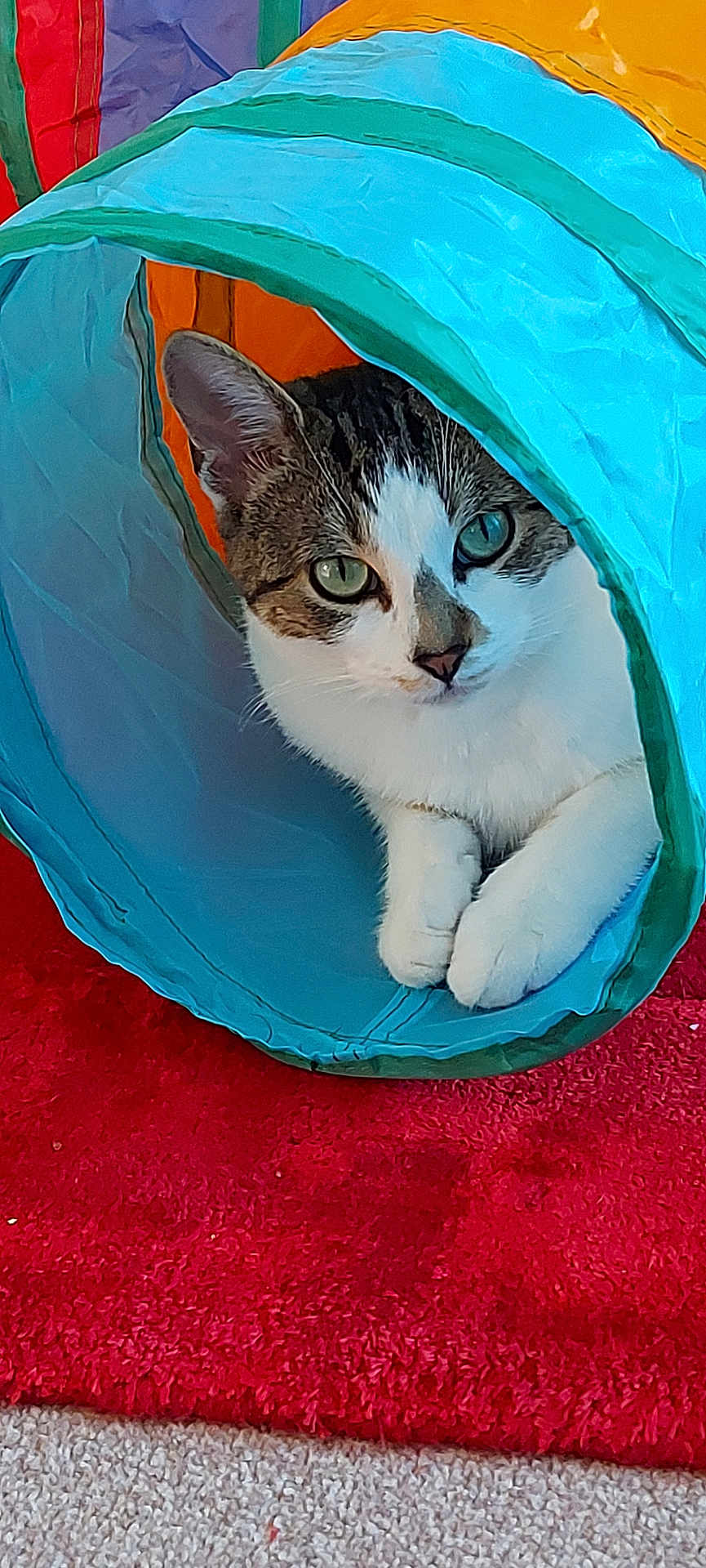 Tia