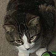 Ace joined the competition — help win amazing prizes! cat, tabby_cat, pet, animal, carpet, indoor, curious, white_paws, clothing, sneaker, footwear, looking_up, fur, whiskers, ears, eyes, floor, domestic_animal, mammal, cute