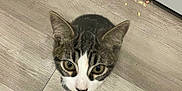 Ace joined the competition — help win amazing prizes! cat, curious, floor, wooden_floor, indoor, pet, animal, tabby, white, brown, ears, eyes, head, looking_up, kitchen, cabinet, stove, small, cute, whiskers