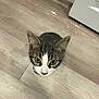 cat, curious, floor, wooden_floor, indoor, pet, animal, tabby, white, brown, ears, eyes, head, looking_up, kitchen, cabinet, stove, small, cute, whiskers
