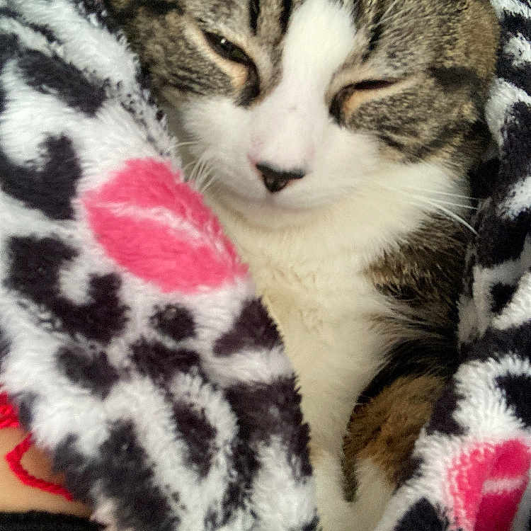 Ace joined the competition — help win amazing prizes! animal, black, blanket, cat, closeup, comfort, cozy, cute, domestic, fur, furry, pet, pink, relaxed, resting, sleepy, soft, tabby, warm, white