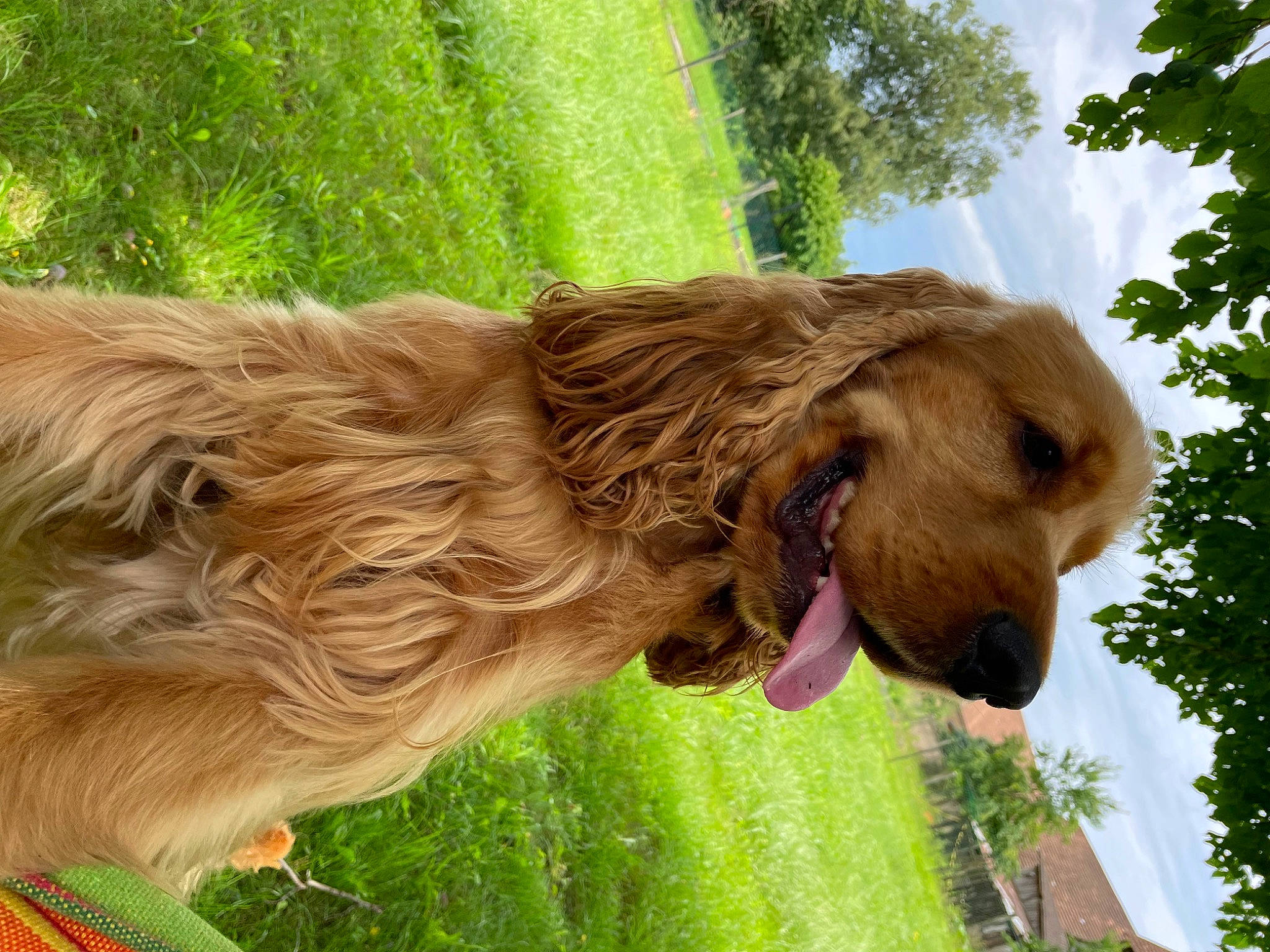 Ralph participe au concours pour gagner de l'argent avec cette photo : biting, carnivore, collar, companion_dog, dog, dog_breed, dog_collar, fawn, fur, grass, gun_dog, lion, liver, plant, sky, snout, terrestrial_animal, tree, working_animal, wrinkle