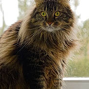 Simba participe au concours pour gagner de l'argent avec cette photo : cat, fluffy, long_hair, yellow_eyes, windowsill, pet, animal, domestic_cat, feline, portrait, indoor, closeup, whiskers, tabby, cute, sitting, fur, looking_at_camera, natural_light, window