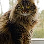 cat, fluffy, long_hair, yellow_eyes, windowsill, pet, animal, domestic_cat, feline, portrait, indoor, closeup, whiskers, tabby, cute, sitting, fur, looking_at_camera, natural_light, window