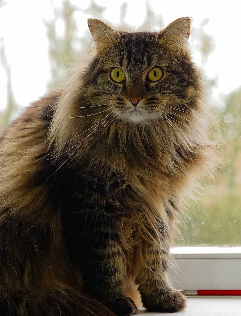 Simba participe au concours pour gagner de l'argent avec cette photo : cat, fluffy, long_hair, yellow_eyes, windowsill, pet, animal, domestic_cat, feline, portrait, indoor, closeup, whiskers, tabby, cute, sitting, fur, looking_at_camera, natural_light, window
