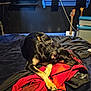 dog, sleeping, bed, blanket, red, black, guitar, air_conditioner, indoor, resting, cozy, fur, paw, window, music, instrument, relaxation, cushion, dark_room, quiet